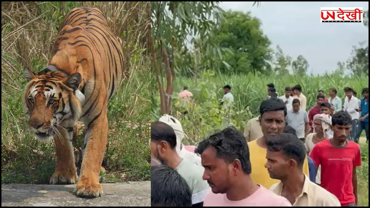 पीलीभीत में 2 बाघों का खौफ, गन्ने के खेतों में लाठी-डंडे लेकर घूम रहे लोग