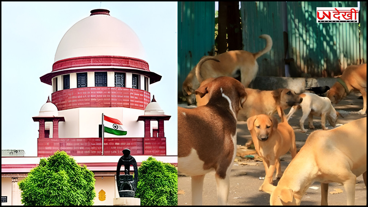आप उन्हें घर में खाना क्यों नहीं खिलाते... नोएडा में आवारा कुत्तों को खाना खिलाने पर सुप्रीम कोर्ट