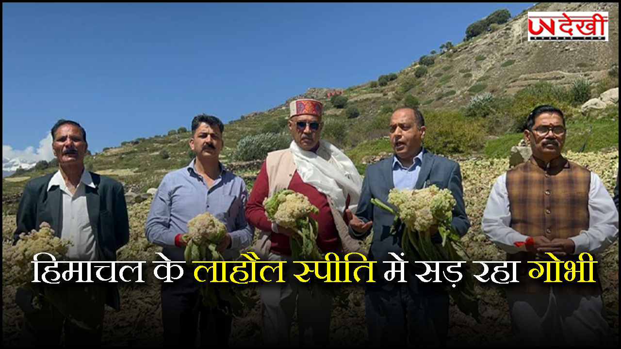 हिमाचल के लाहौल स्पीति में सड़ रहा गोभी, जयराम ठाकुर पहुंचे तो किसानों ने बताया अपना दर्द