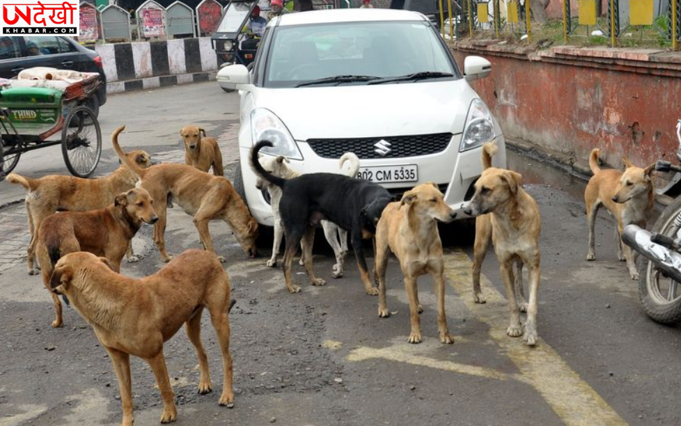 फगवाड़ा में आवारा कुत्तों का आतंक, दो महीनों में 240 से अधिक डॉग बाइट के मामले