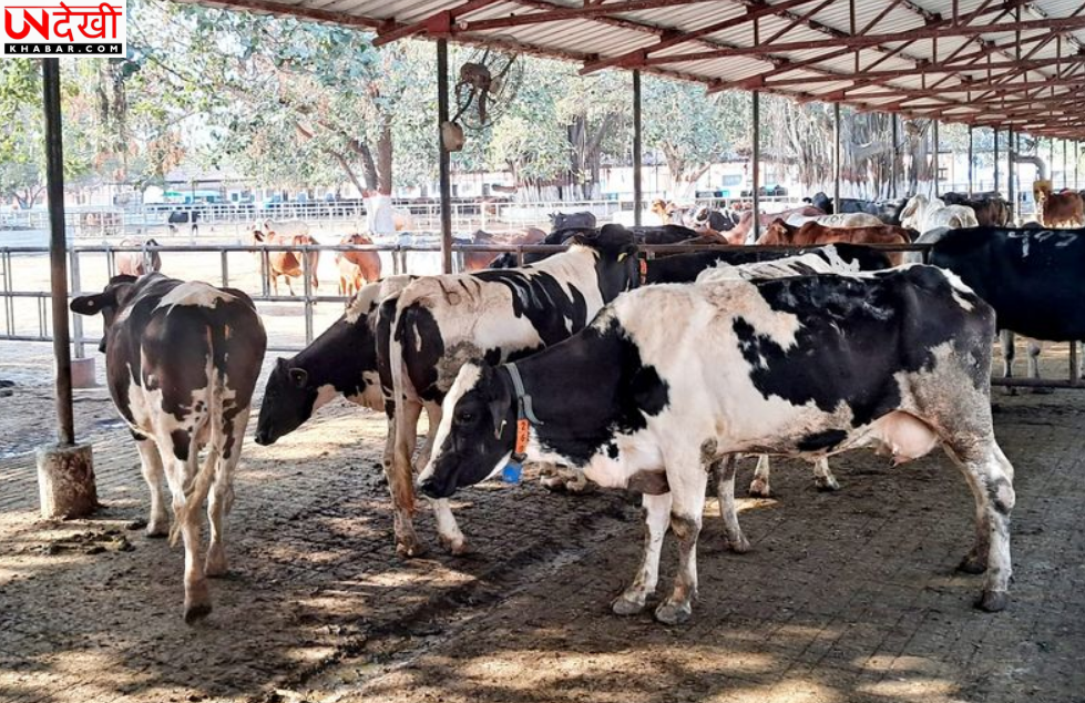 डेयरी उत्पादन बढ़ाने के लिए ‘करन फ्राइज़’ नस्ल को बढ़ावा देने की सिफारिश