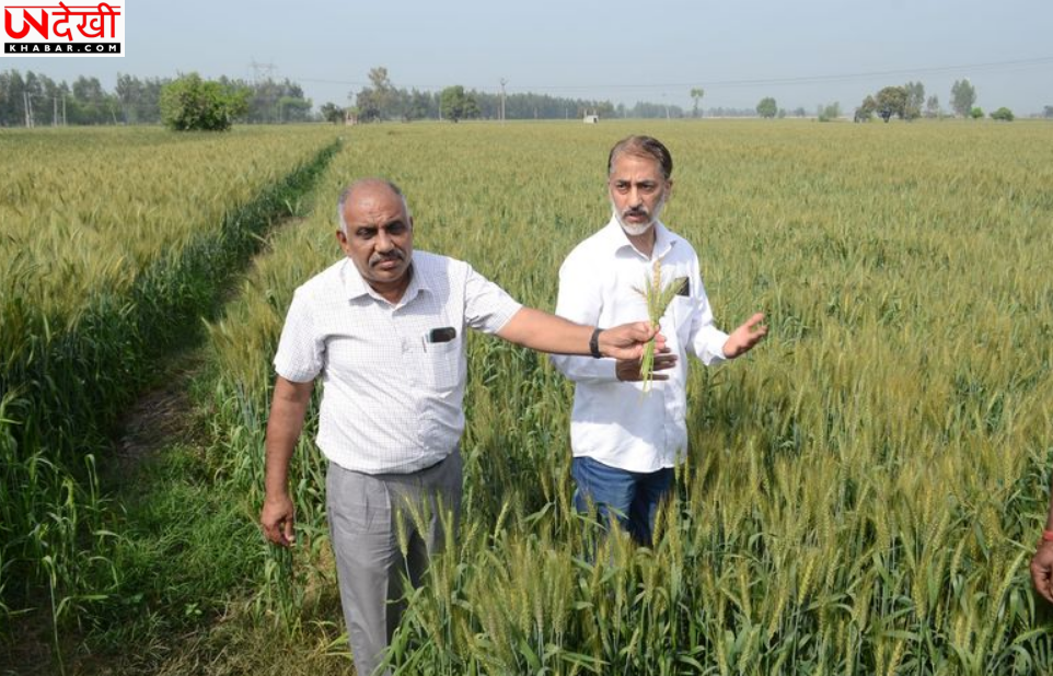 फफूंदनाशक स्प्रे से 6 एकड़ गेहूं की फसल खराब होने का आरोप, कृषि विभाग ने शुरू की जांच