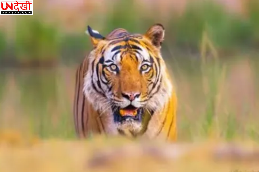 उत्तर प्रदेश में मानव-वन्यजीव संघर्ष कम करने के लिए नई योजना जल्द शुरू