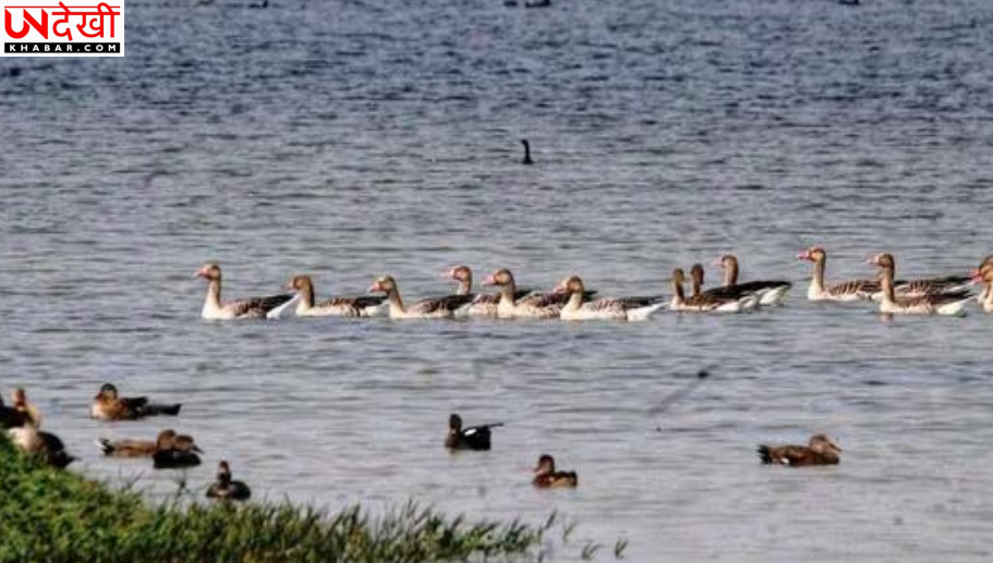 अलीगढ़ की शेखा झील बनी रामसर साइट, यूपी को मिला बड़ा पर्यावरणीय सम्मान