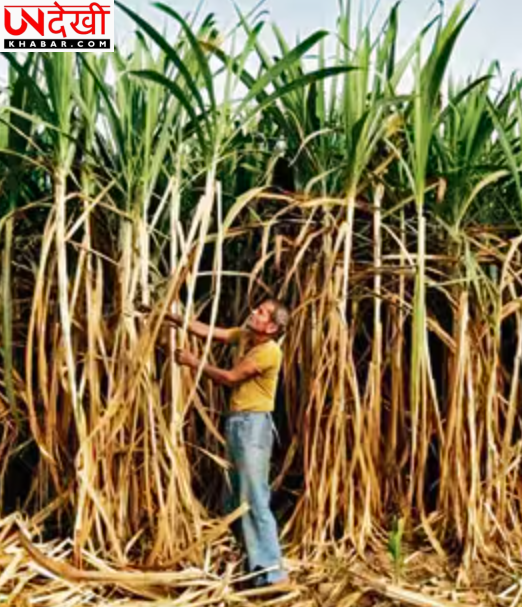 यूपी में गन्ना सर्वे के लिए नई GPS आधारित नीति लागू