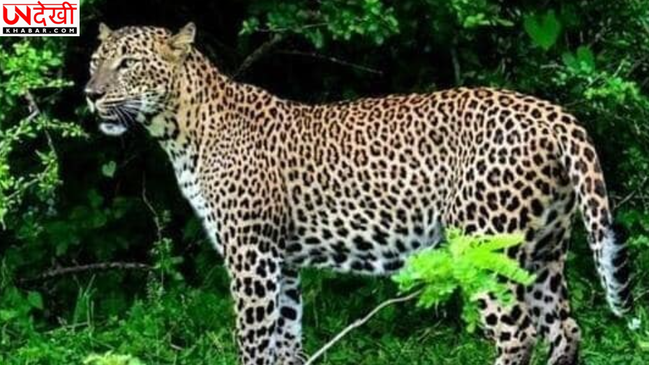 उत्तर प्रदेश-बिहार सीमा पर आतंक मचाने वाला तेंदुआ 15 घंटे के रेस्क्यू ऑपरेशन के बाद पकड़ा गया