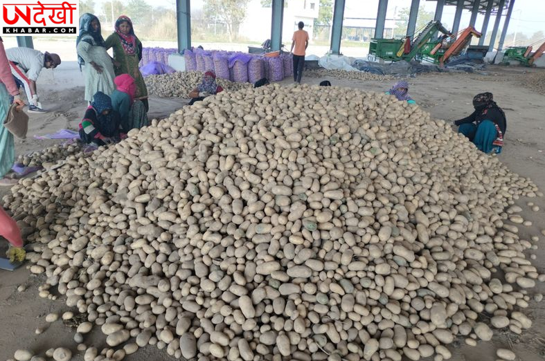 हरियाणा के आलू किसानों को अब भी नहीं मिला भावांतर भरपाई का पैसा, 90 करोड़ रुपये बकाया होने का दावा