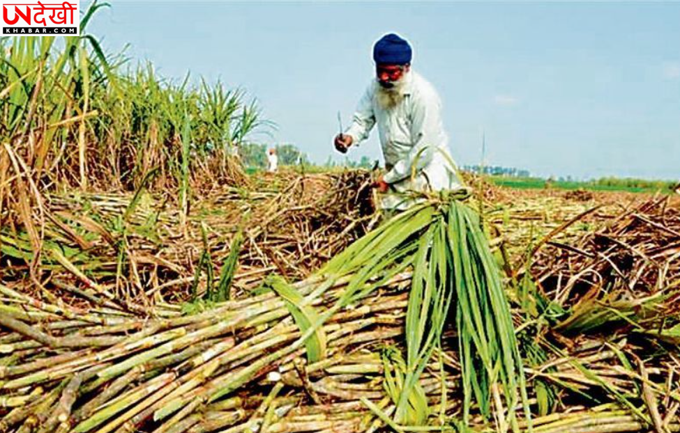 Punjab में गन्ने की खेती को मिलेगा बढ़ावा, 1.16 लाख हेक्टेयर में फसल; सरकार देगी ₹3,200 प्रति एकड़ प्रोत्साहन