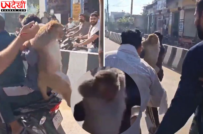 हरियाणा में 10 दिन बाद पकड़ा गया बंदर, वायरल वीडियो में कथित पिटाई से मचा बवाल