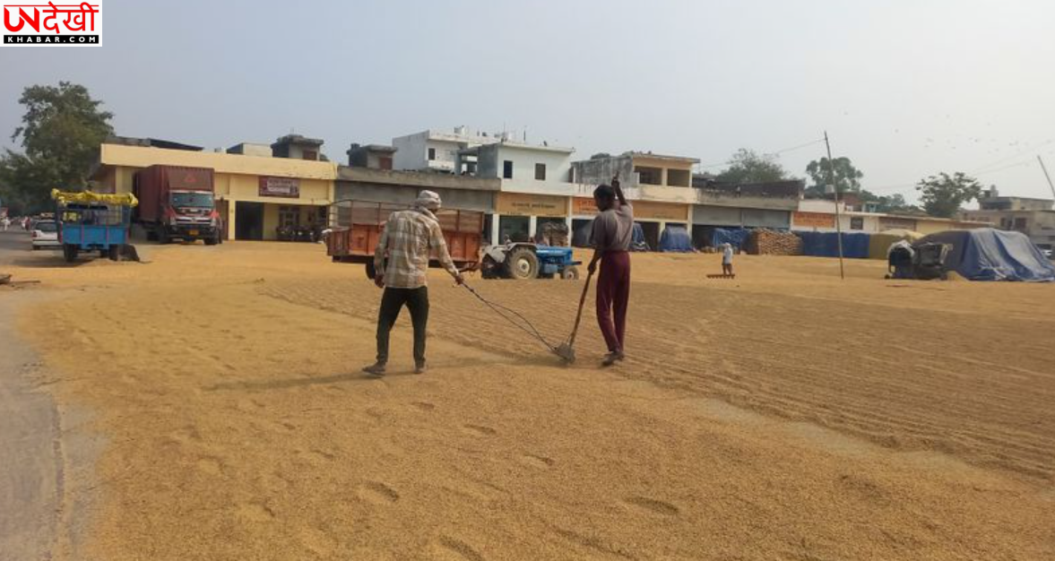 हरियाणा के यमुनानगर में धान खरीद की सीमा बढ़ाने में देरी, 2,500 किसानों ने किया आवेदन