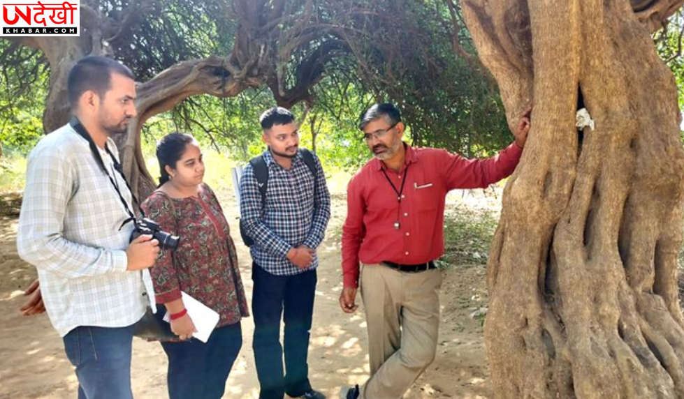 हरियाणा में औषधीय पौधों पर मंडराया संकट, मोरनी पहाड़ियों और अरावली की वनस्पति घटने की चेतावनी