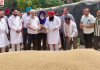 पंजाब में गेहूं खरीद जोरों पर, 24 घंटे में किसानों को भुगतान: मंत्री कतरुचक्क