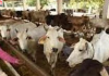 यूपी सरकार का डेयरी क्षेत्र को बड़ा बढ़ावा, स्वदेशी गायों पर विशेष फोकस
