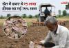 खेत में दबाए थे ₹5 लाख, जुताई के दौरान मिला रुपयों से भरा बैग; 75% नोट दीमक ने कर दिए खराब