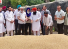 पंजाब में गेहूं खरीद जोरों पर, 24 घंटे में किसानों को भुगतान: मंत्री कतरुचक्क