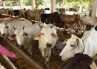 यूपी सरकार का डेयरी क्षेत्र को बड़ा बढ़ावा, स्वदेशी गायों पर विशेष फोकस