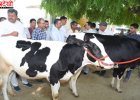 ICAR–NDRI करनाल की बड़ी सफलता: 100 गांवों में नस्ल सुधार मॉडल से डेयरी उत्पादन में बड़ा बदलाव