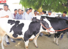 ICAR-NDRI की बड़ी सफलता: कृत्रिम गर्भाधान तकनीक से बेहतर नस्ल के पशु तैयार, डेयरी किसानों की आय बढ़ने की उम्मीद