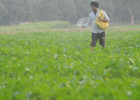 पंजाब में DAP खाद की किल्लत, सरकार ने केंद्र से मांगी 3 लाख मीट्रिक टन की तत्काल आपूर्ति