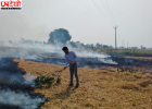 पराली जलाने की घटनाओं में बड़ी गिरावट, पंजाब के जिले में अब तक सिर्फ 23 मामले; इंडस्ट्री में हो रहा धान के भूसे का इस्तेमाल