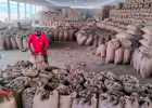 सिरसा की कलांवाली अनाज मंडी में धान खरीद पर संकट, 16 आढ़तियों के लाइसेंस तीन दिन के लिए निलंबित