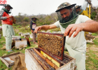 पंजाब के शहद उत्पादकों पर दोहरी मार, Small Hive Beetle से 20-40% तक उत्पादन प्रभावित; कीमतों में गिरावट ने बढ़ाई चिंता