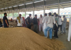 करनाल की मंडियों में धान खरीद की रफ्तार धीमी, 4 से 7 दिन से फसल लेकर इंतजार कर रहे किसान