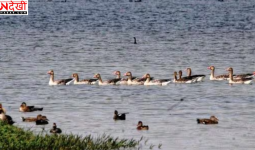 अलीगढ़ की शेखा झील बनी रामसर साइट, यूपी को मिला बड़ा पर्यावरणीय सम्मान