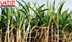 यूपी में गन्ना सर्वे के लिए नई GPS आधारित नीति लागू