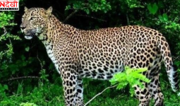 उत्तर प्रदेश-बिहार सीमा पर आतंक मचाने वाला तेंदुआ 15 घंटे के रेस्क्यू ऑपरेशन के बाद पकड़ा गया