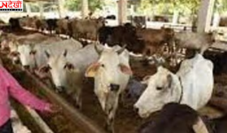 यूपी सरकार का डेयरी क्षेत्र को बड़ा बढ़ावा, स्वदेशी गायों पर विशेष फोकस