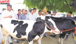 ICAR-NDRI की बड़ी सफलता: कृत्रिम गर्भाधान तकनीक से बेहतर नस्ल के पशु तैयार, डेयरी किसानों की आय बढ़ने की उम्मीद