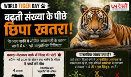 World Tiger Day 2026: बढ़ती संख्या के बीच नया खतरा! बाघों पर मंडराया 'जेनेटिक संकट', वैज्ञानिकों की बढ़ी चिंता