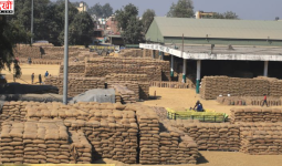 हरियाणा में 13.20 लाख एकड़ फसल का सत्यापन लंबित, धान खरीद से पहले किसानों की बढ़ी चिंता