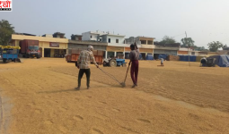 हरियाणा के यमुनानगर में धान खरीद की सीमा बढ़ाने में देरी, 2,500 किसानों ने किया आवेदन