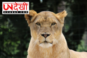 पाकिस्तान में ऑटो रिक्शा से भागी शेरनी, पुलिस ने कब्जे से बरामद किए 11 और शेर