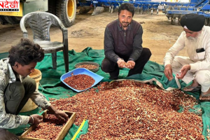 केवीके कपूरथला ने शुरू की बसंतकालीन मूंगफली की सफल खेती