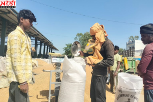 अंबाला मंडियों में गेहूं की आवक तेज, 45% कटाई पूरी, पोर्टल में तकनीकी खामियों से किसान परेशान