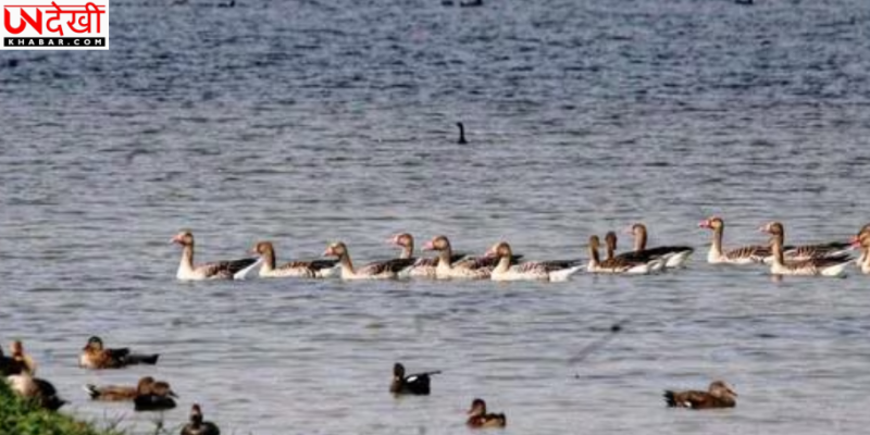 अलीगढ़ की शेखा झील बनी रामसर साइट, यूपी को मिला बड़ा पर्यावरणीय सम्मान